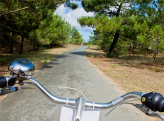 A vélo dans la forêt de la Coubre