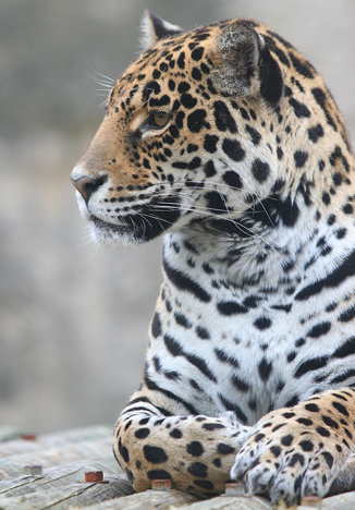 Parc Zoologique de La Palmyre